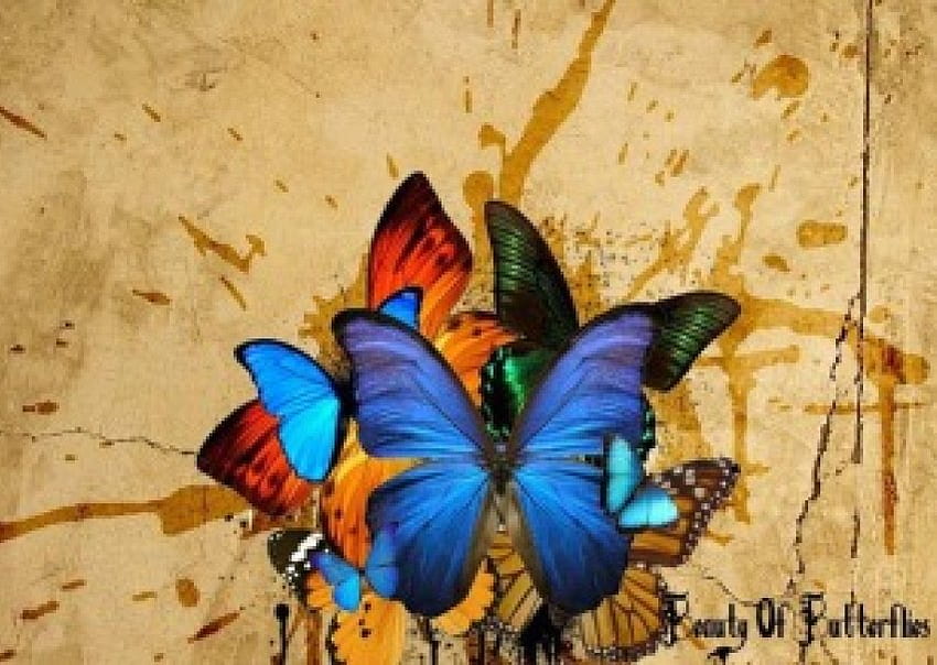 Beauty of Butterflies, butterflies, words HD wallpaper