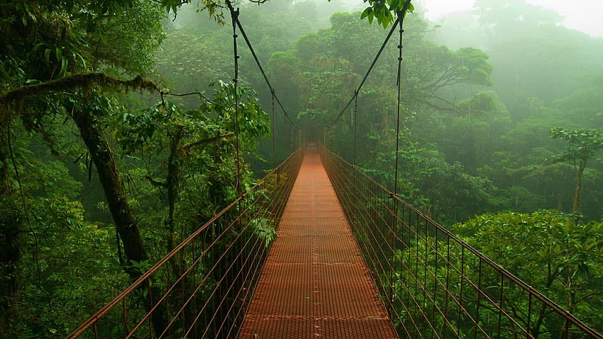 hanging bridge in the jungle mist, mist, hanging, bridge, jungle, pedestrian HD wallpaper