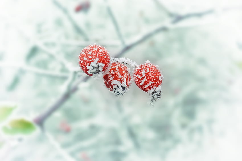 Winter, Berries, Macro, Branch, Hoarfrost, Frost HD wallpaper
