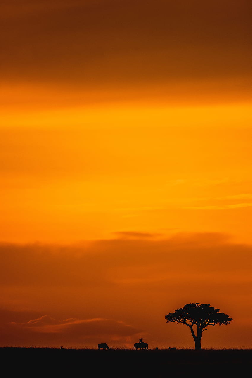 Landschaft, Sonnenuntergang, Savanne, Dämmerung, Dunkelheit, Abenddämmerung, Wildtiere HD-Handy-Hintergrundbild