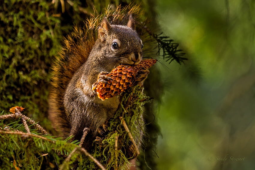 Squirrel, Pine cone, Moss, Tree HD wallpaper