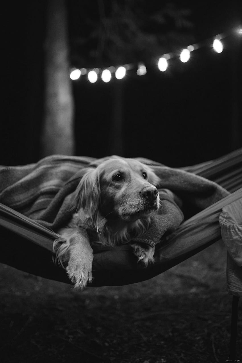 Cachorro lindo, retrato de perro, perros oscuros fondo de pantalla del teléfono
