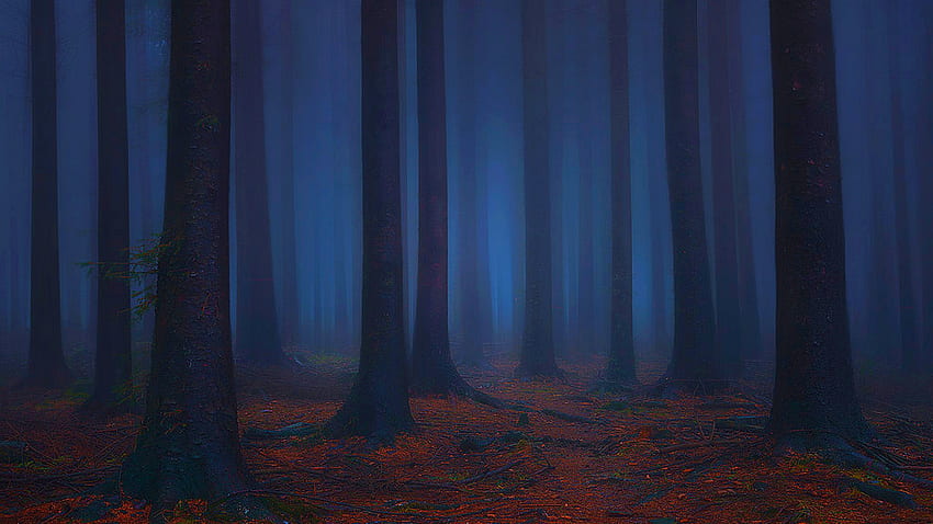 haunted forest HD wallpaper