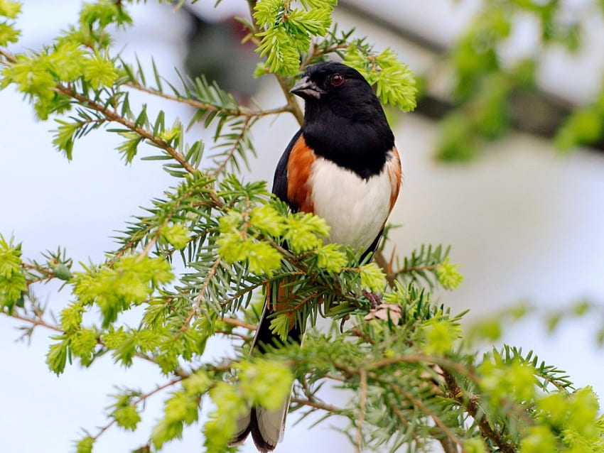 Schöner Vogel auf Ästen, Zweig, Vogel, Bäume, Natur, Blumen HD-Hintergrundbild
