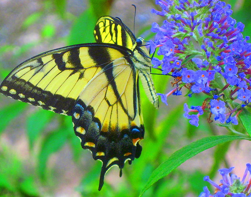 Tiger, blue, black, butterfly, yellow, green, tiger swallowtail, flowers HD wallpaper