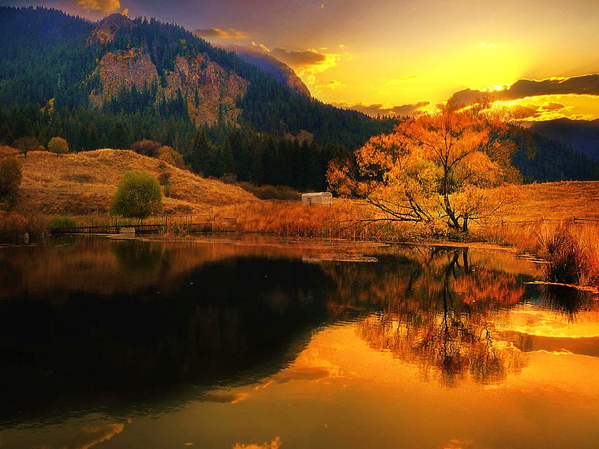 Autumn gold, gold, orange, reflections, tree, lake, shoreline, yellow sky, trees, autumn HD wallpaper