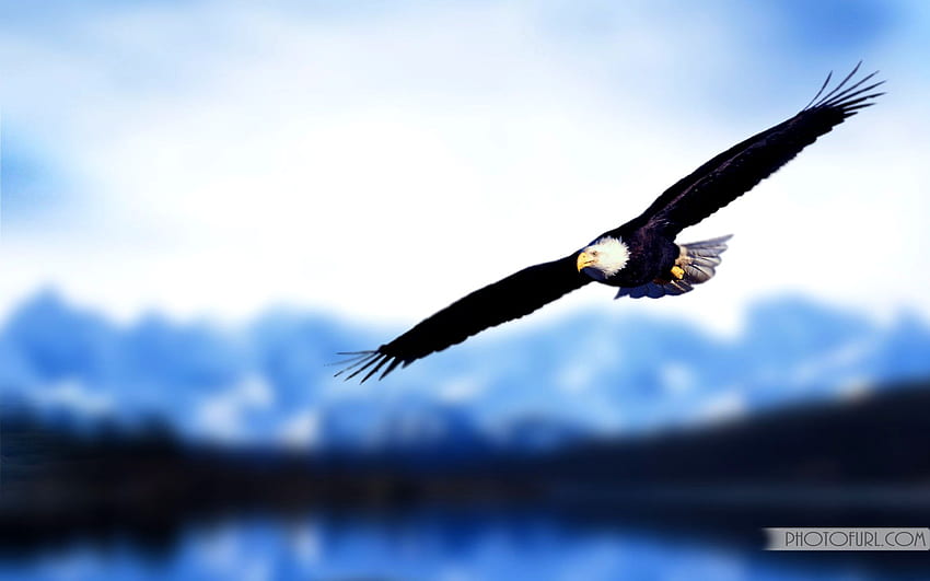 Águilas volando - Águila volando - , Águila volando fondo de pantalla |  Pxfuel