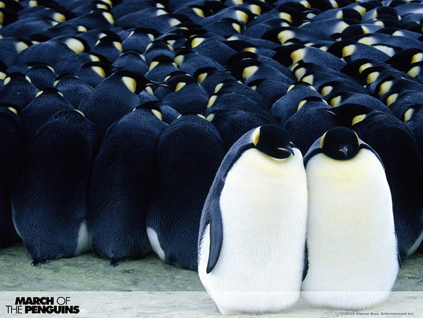 марш на пингвините, близнаци, пингвини, любов, марш HD тапет