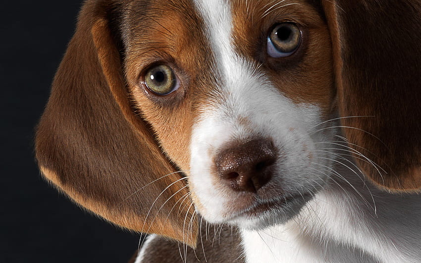 Beagle, animal, perro, cachorro, ojo fondo de pantalla