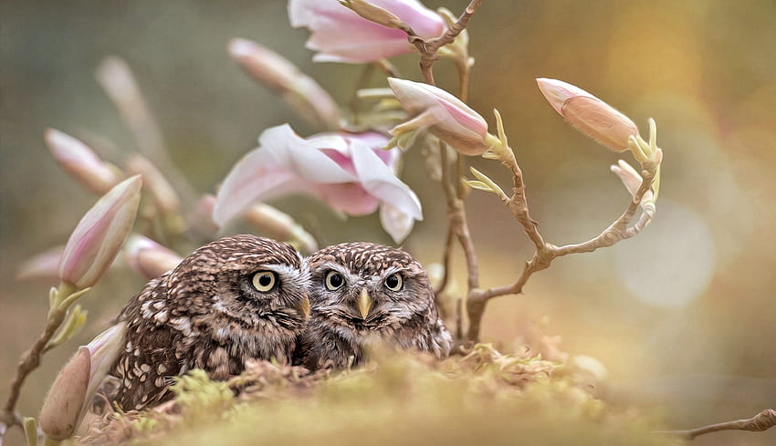 Sweet Owls, cute, Magnolia, Owl, Animal HD wallpaper