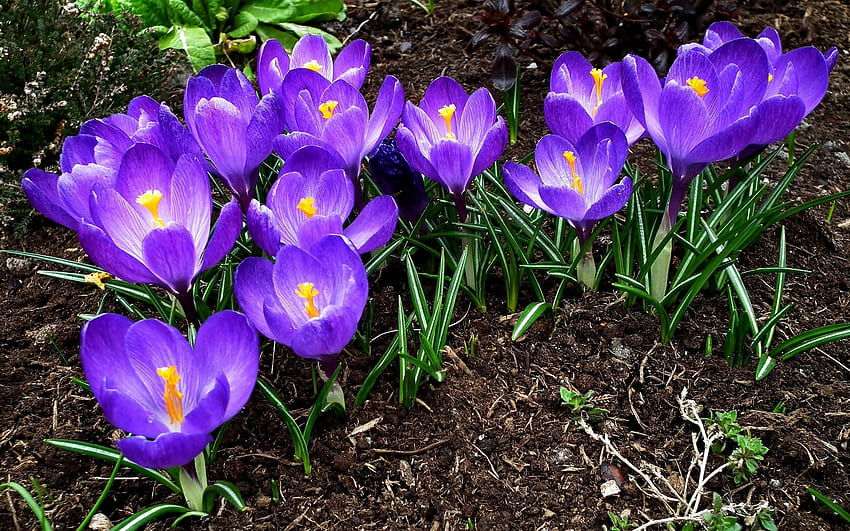 Fioletowe krokusy, fiolet, kwiaty, krokusy, wiosna Tapeta HD