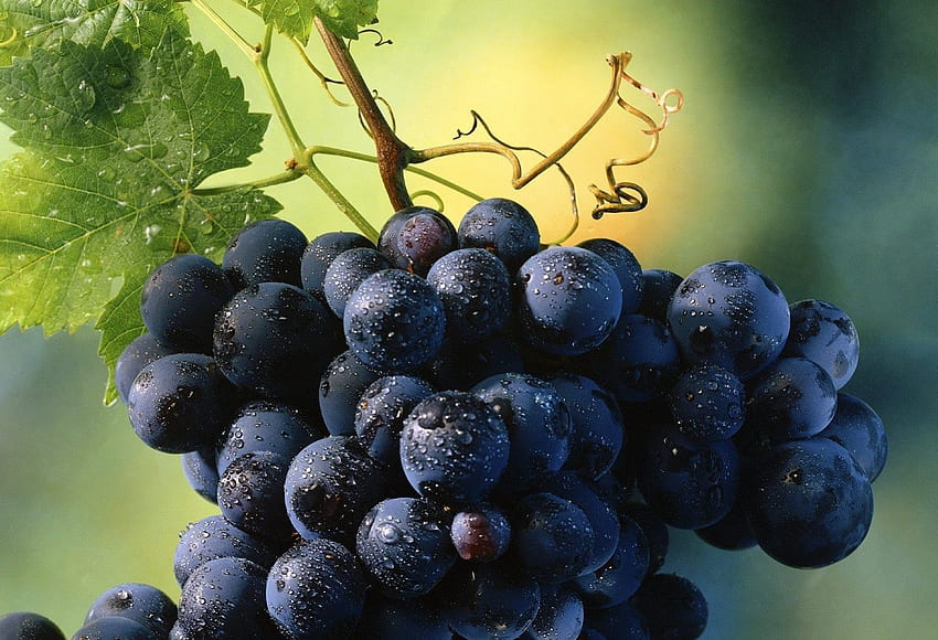 Grapes, blue, green, autumn, fruit, leaf, berry, wine HD wallpaper