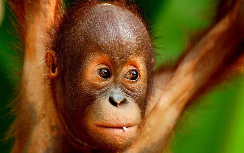 Orangutan, śmieszny orangutan Tapeta HD