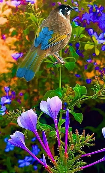 35+ Beautiful Birds Images download HD photos wallpaper pic | Part  Timely.com
