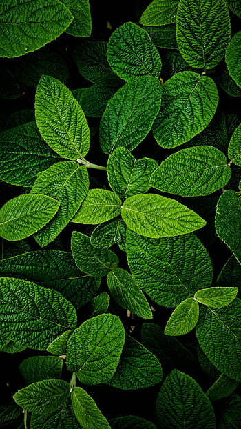 Wallpaper iphone  aesthetic green leaves  WallpaperiZe  Phone Wallpapers   Green leaf wallpaper Leaves wallpaper iphone Underwater wallpaper