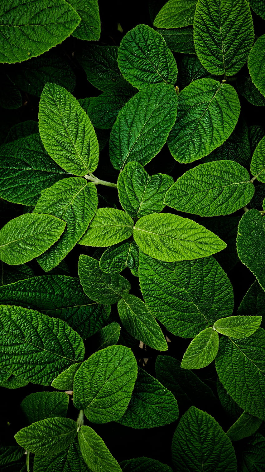 Leaves, macro, bright and green . Green nature , Leaves iphone, Green HD  phone wallpaper | Pxfuel