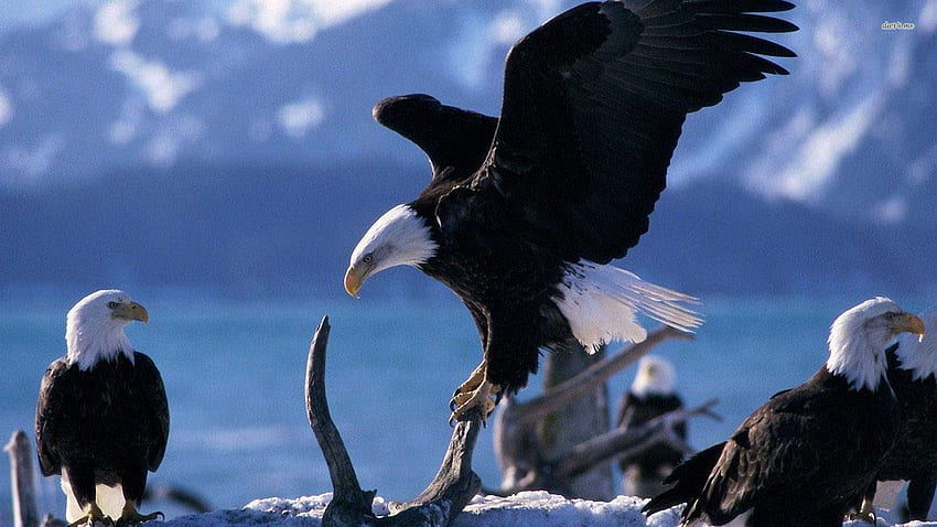 Top 76 Bald Eagle - Animal Spot, Patriotic Bald Eagle HD wallpaper
