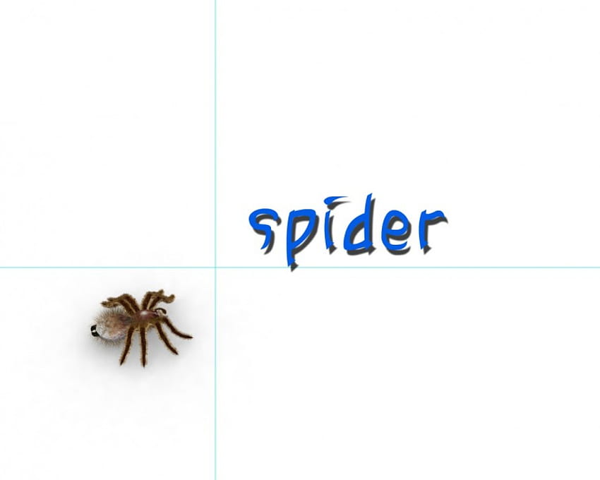 The Spider, web, spider, arachnid, insect HD wallpaper
