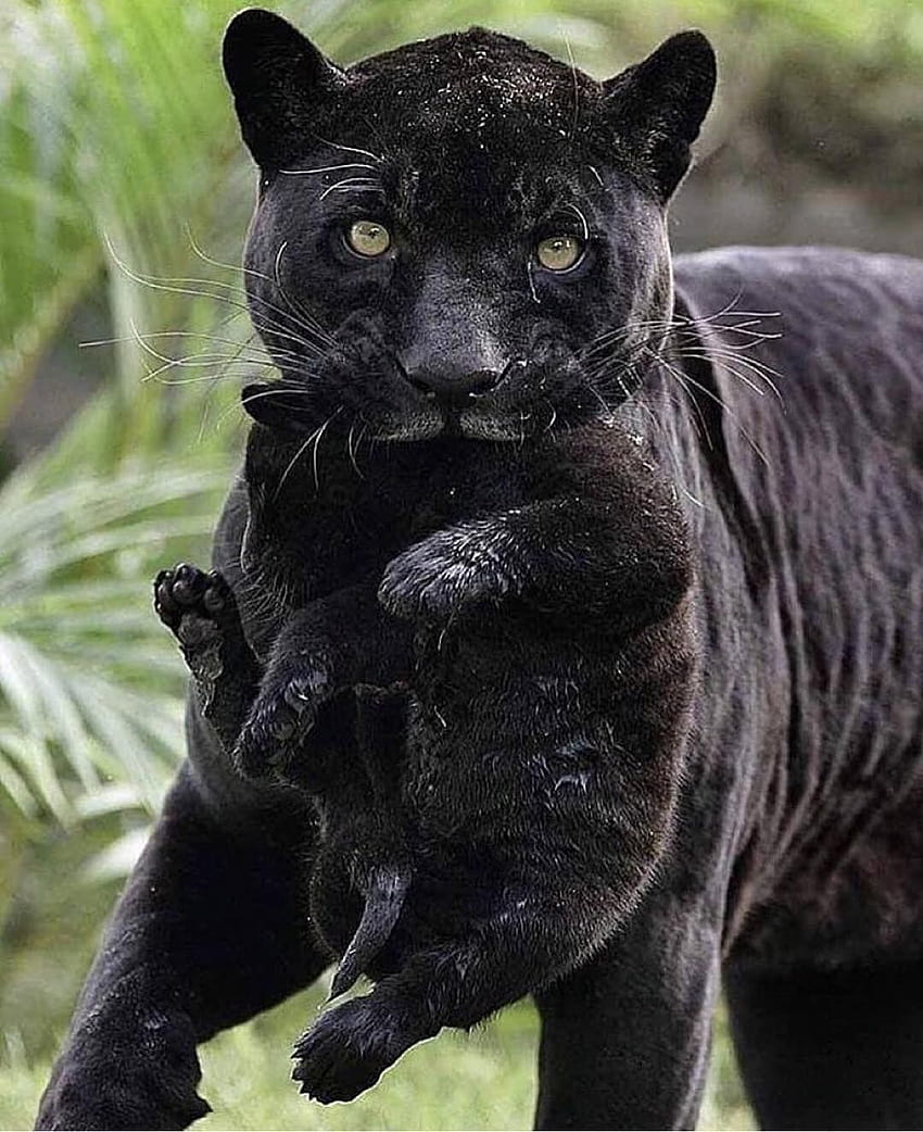 Animal Moms and their Babies, Black Panther Cub HD phone wallpaper