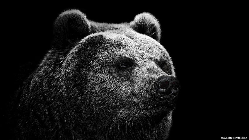 Grizzly Bear, Cool Bear HD wallpaper