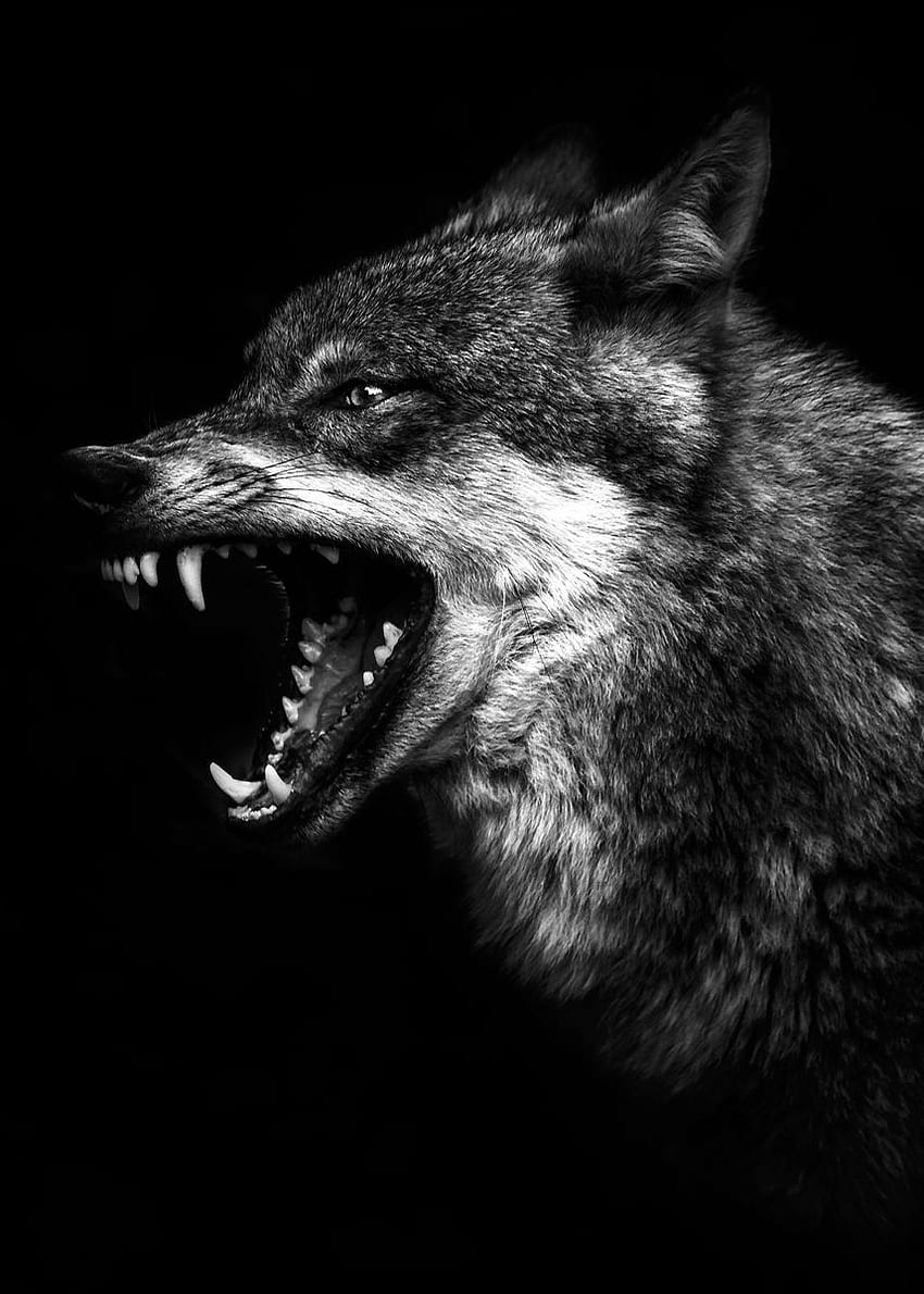 Плакат с див ядосан вълк ' Печат на плакат, Лице на ядосан вълк HD тапет за телефон