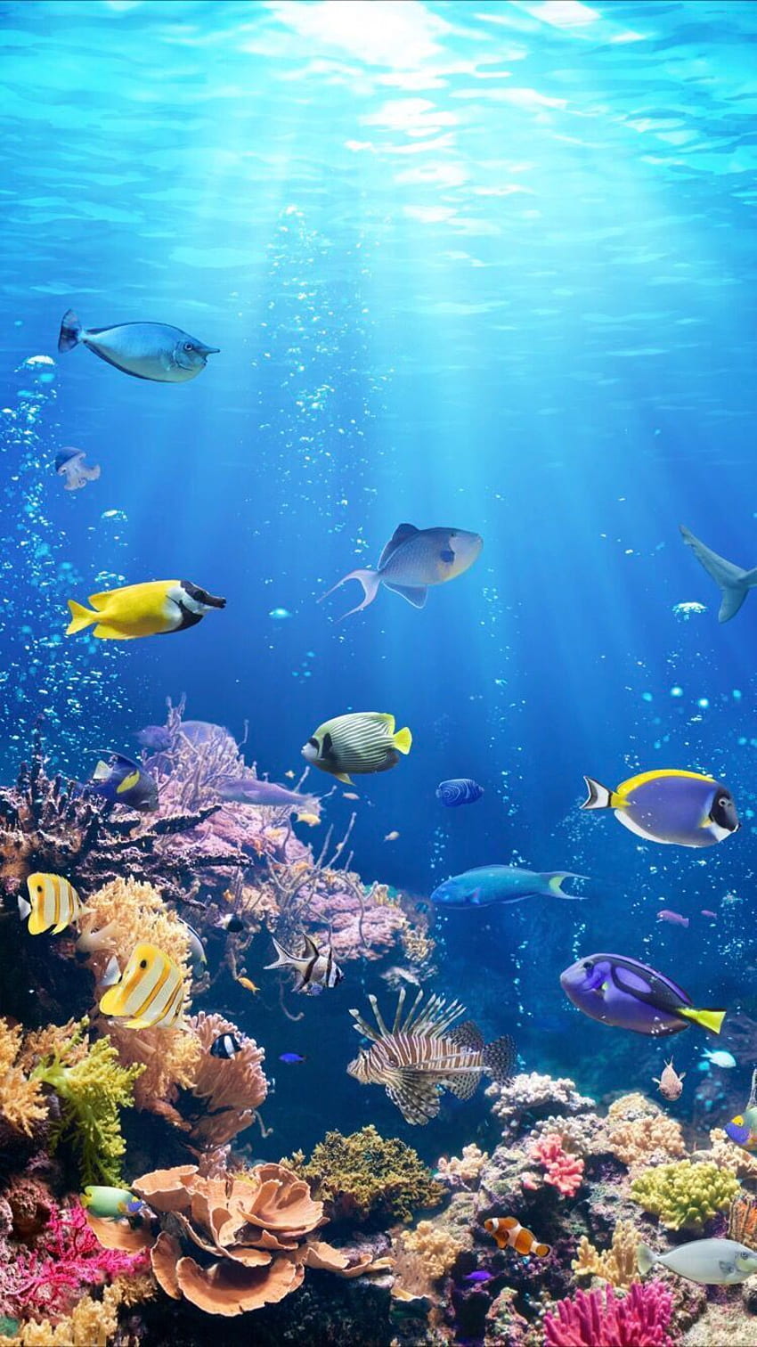 Подводен живот за вашия iPhone XR от Everpix. Под вода, морски живот, океан, аквариум HD тапет за телефон