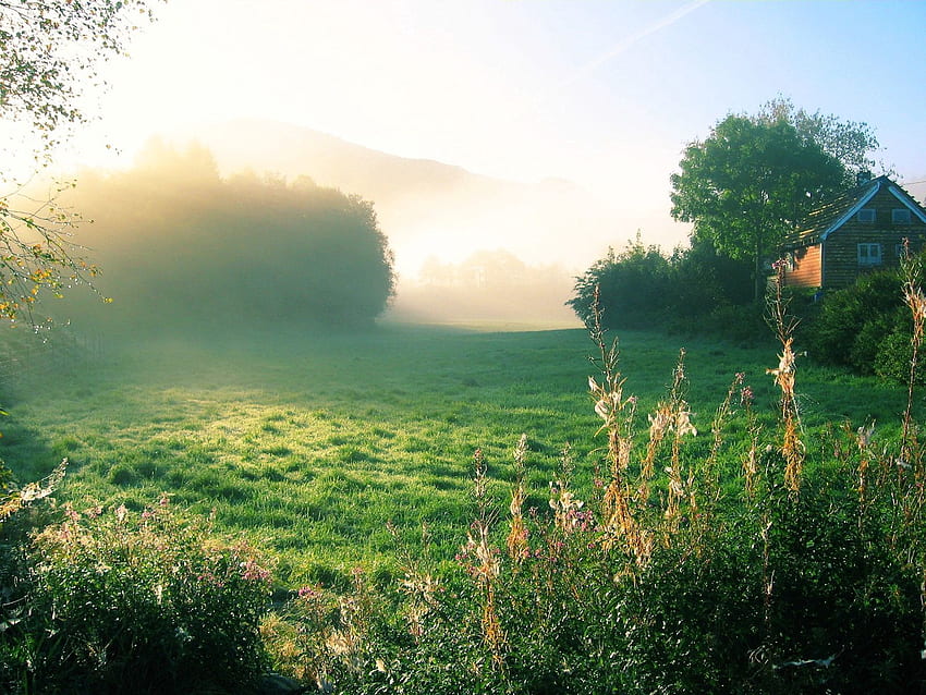 Nature, Dawn, Fog, Greens, House, Morning HD wallpaper