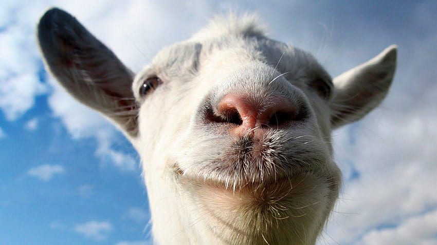 Baby Goat, Cute Baby Goat HD wallpaper