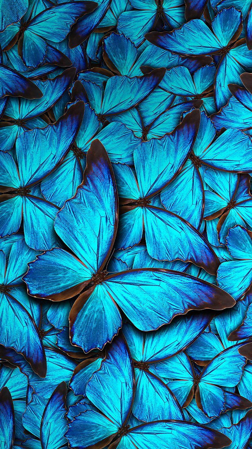 Blue Butterfly iPhone, Dark Blue Butterfly HD phone wallpaper