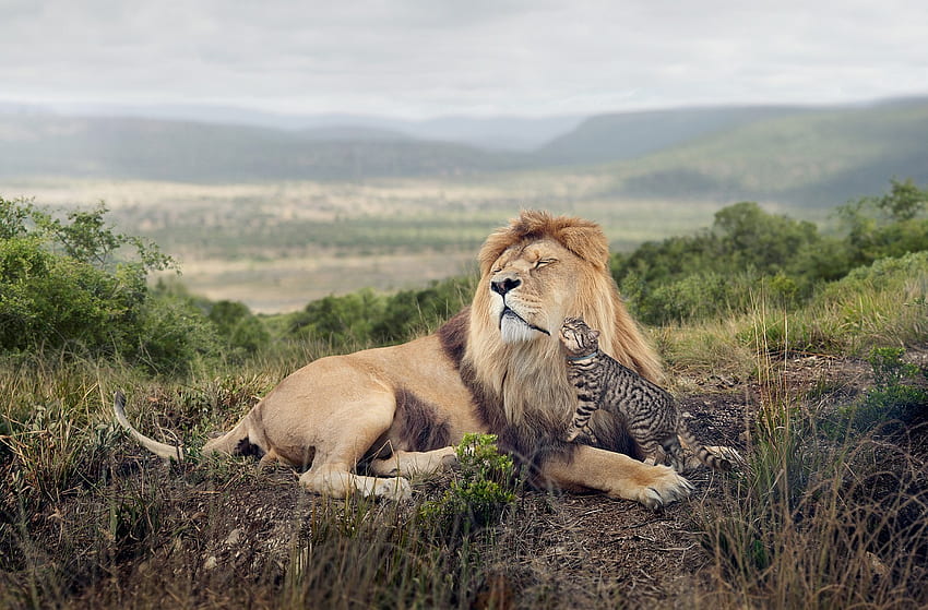Animals, Friendship, Cat, Lion, Predator, Tenderness HD wallpaper