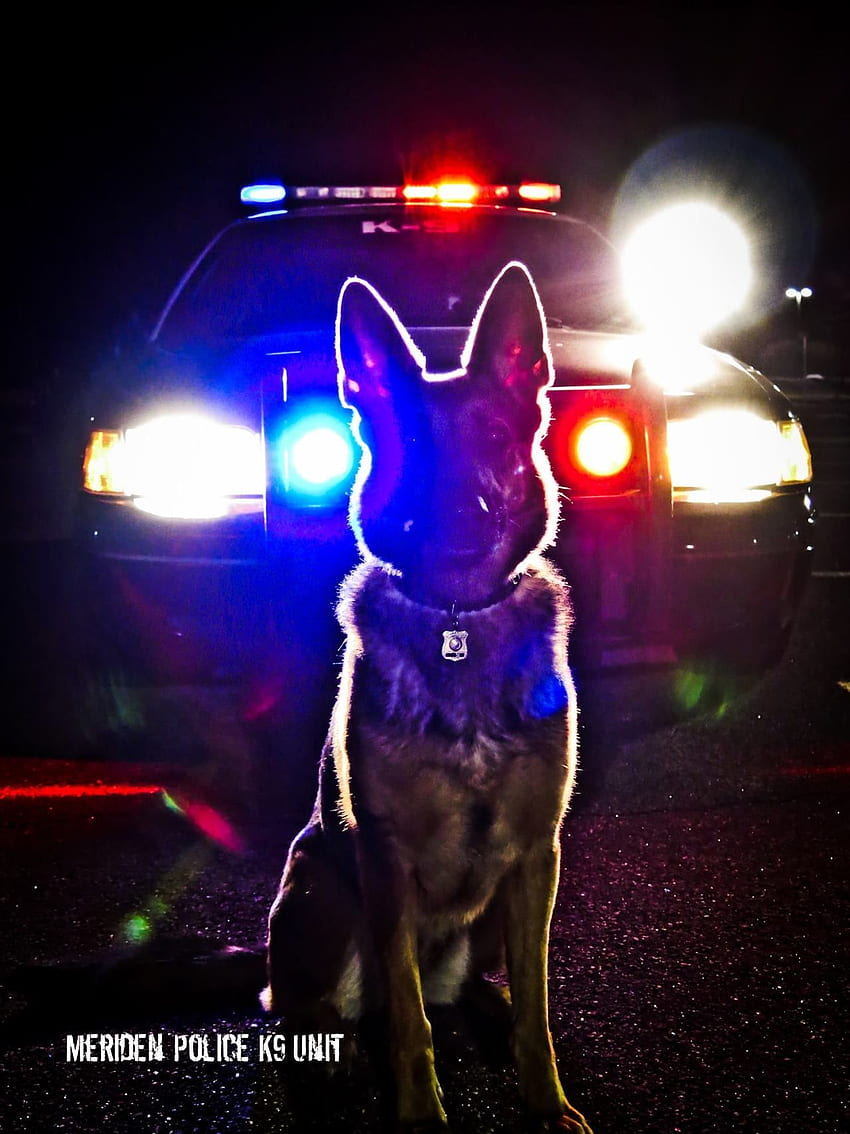 Police K9 Wallpapers  Wallpaper Cave