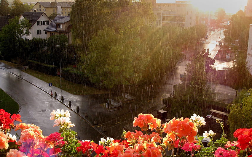ธรรมชาติ ดอกไม้ ฝน เปียก ความสูง ถนน ระเบียง ฝักบัว ฝนห่าใหญ่ วอลล์เปเปอร์ HD