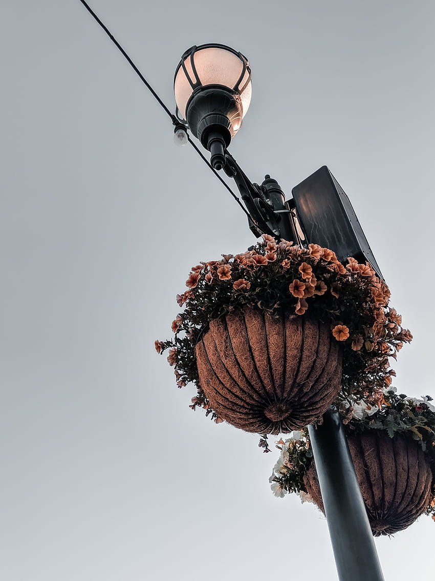 Flowers, Lantern, Lamp, Pillar, Post, Decoration, Pots HD phone wallpaper
