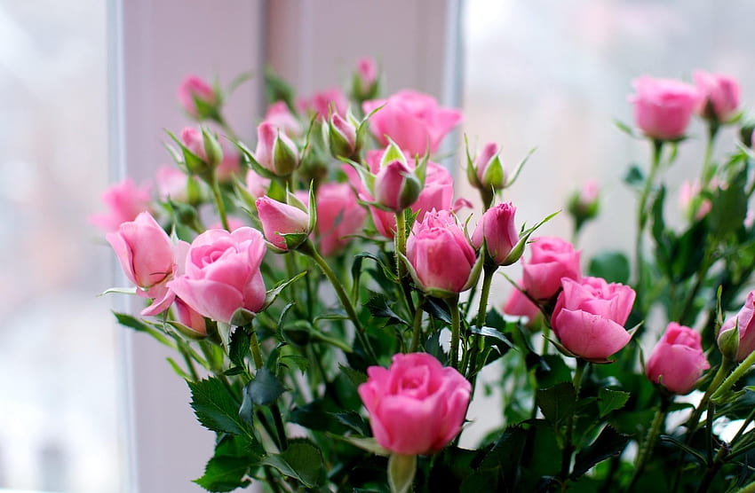 Blumen, Rosen, Blumenstrauß, klein HD-Hintergrundbild