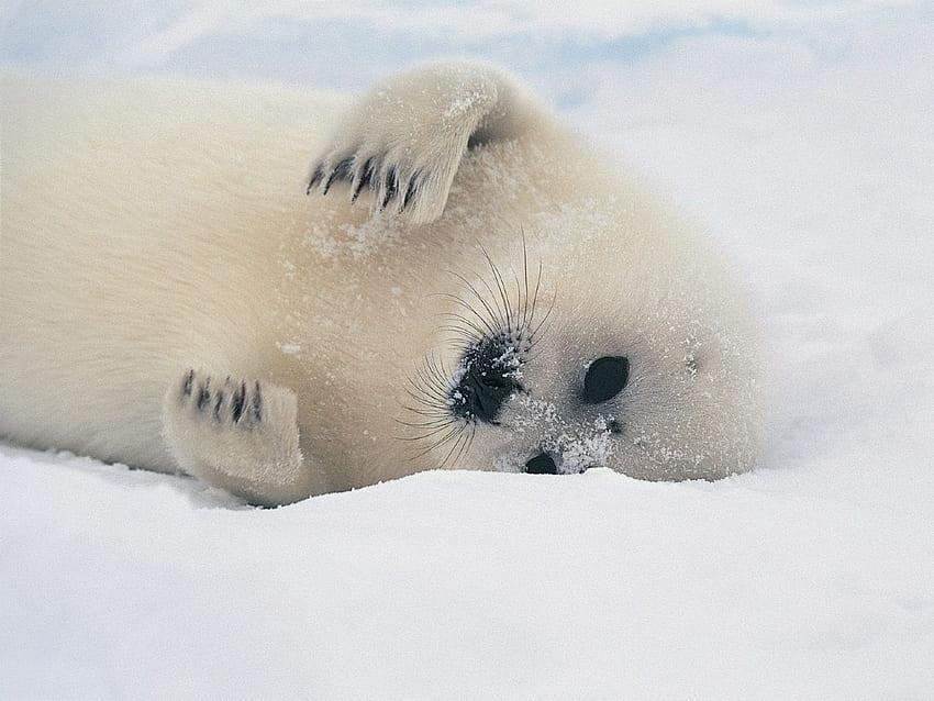 Animals: Harp Seal Pup, nr. 39907, Baby Harp Seal HD wallpaper