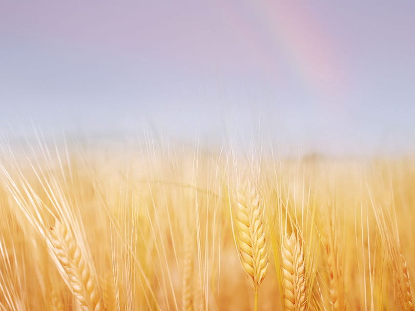 orejas, campo, trigo, oro, cielo fondo de pantalla