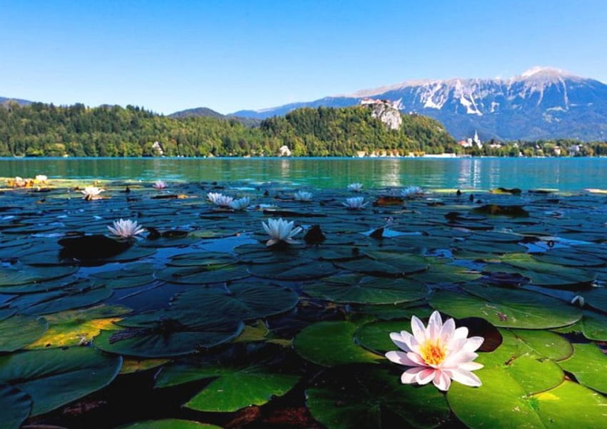 Water lilies on lake Bled, color, expression, lake Bled, , lilies, new HD wallpaper