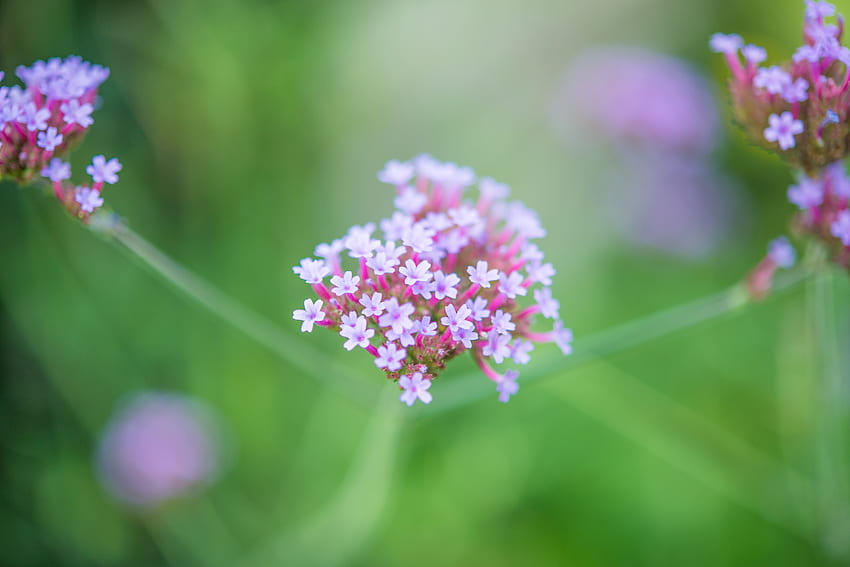 Beautiful, flora, blur, flowers HD wallpaper