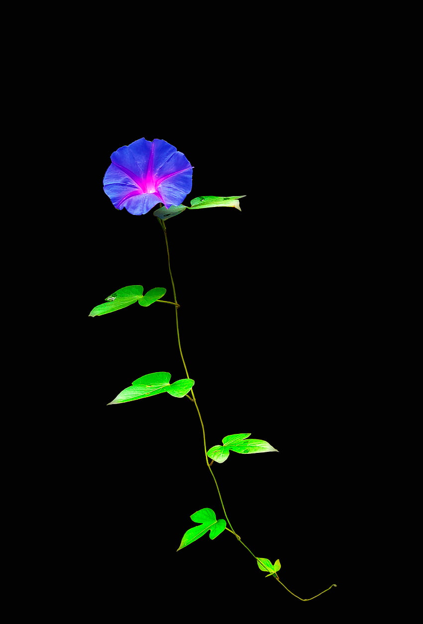 Flower, electric blue, flowers, green, beauty, nature, night ...