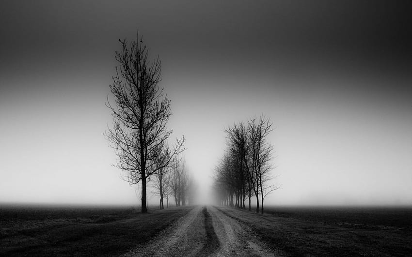 Desolate Road and Trees Black and White. Webs. Tree HD wallpaper