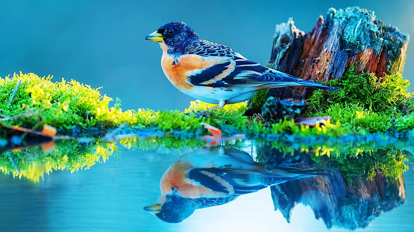 Like a mirror, water, bird, reflections, colors, nature, grass HD wallpaper  | Pxfuel