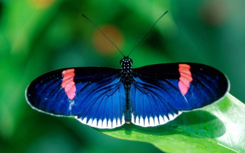 Muster, Makro, Insekt, Schmetterling, Flügel HD-Hintergrundbild