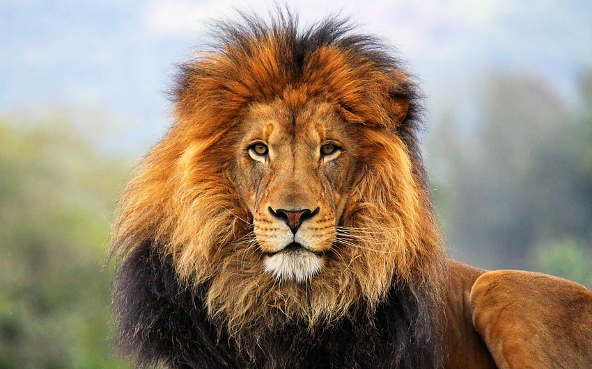 動物, ライオン, 捕食者, 大きな猫, 視力, 意見, たてがみ, 待っている, 期待, 王, 獣, 皇帝 高画質の壁紙