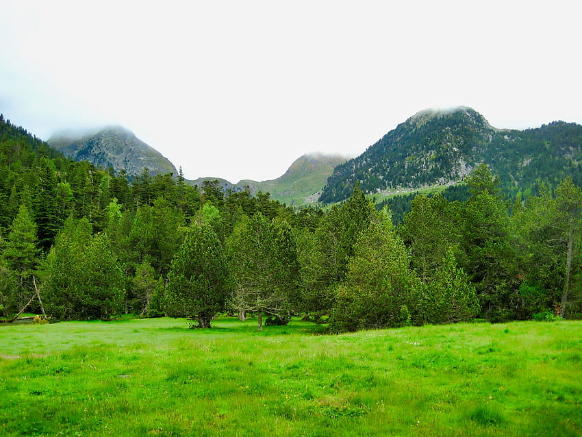 ธรรมชาติ ต้นไม้ หญ้า ภูเขา สีเขียว สนามหญ้า วอลล์เปเปอร์ HD