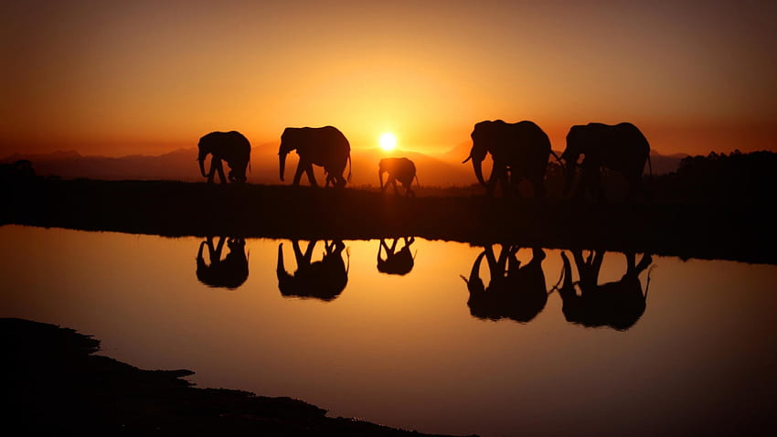 silhuetas de elefantes refletidas no rio, rio, elefantes, silhuetas, reflexões, pôr do sol papel de parede HD