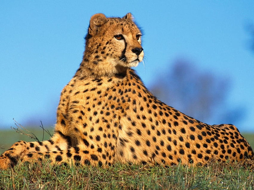 For > Cute Cheetah Background. Wild animals , African animals, Wild animals HD wallpaper