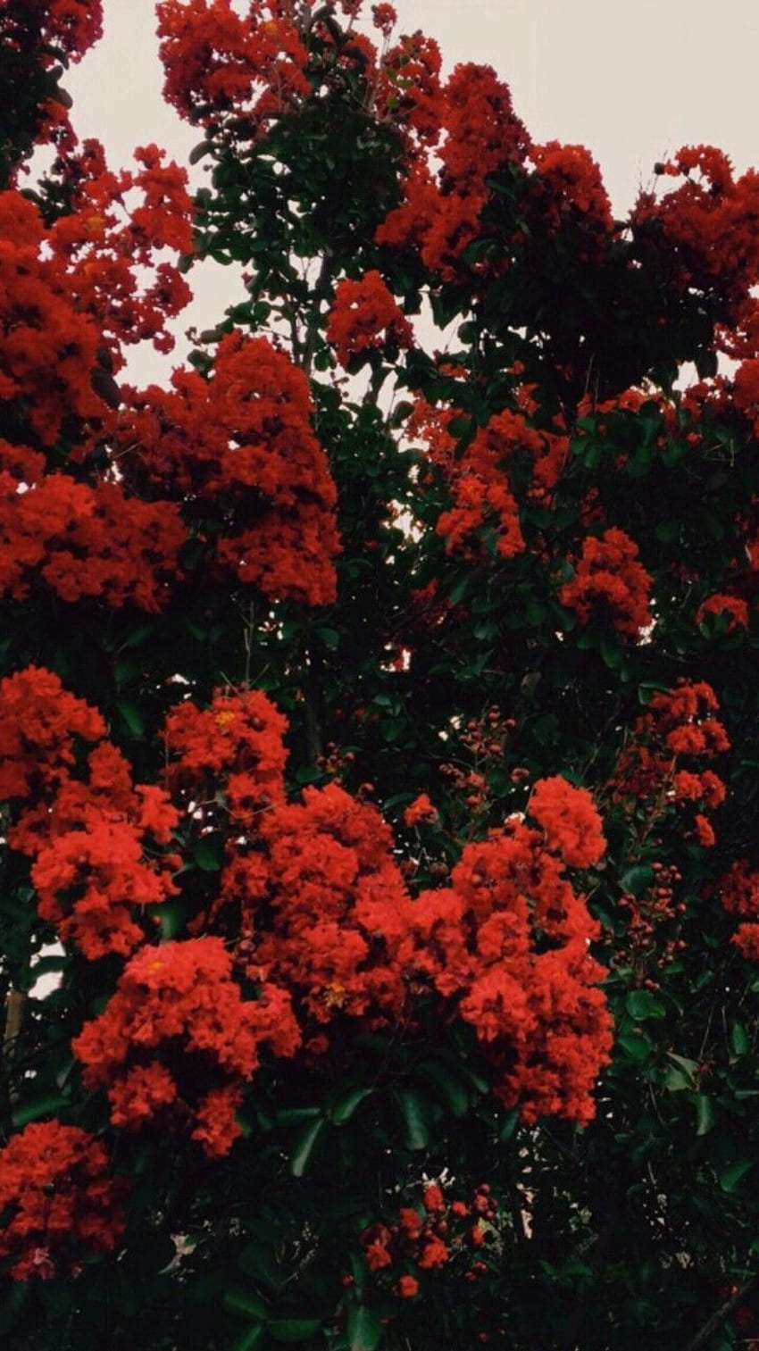 rote Blumen HD phone wallpaper