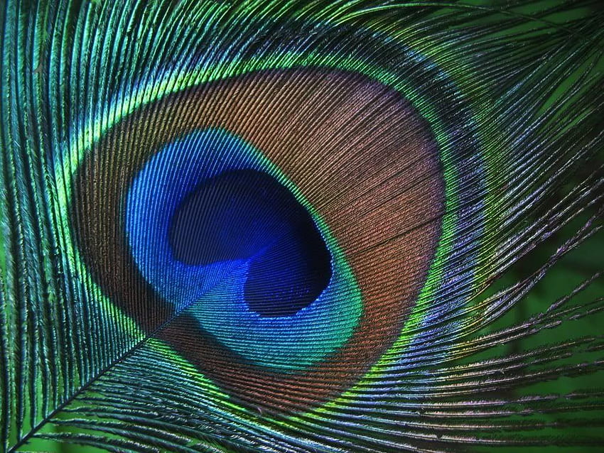 Peacock Feather, Mor Pankh HD wallpaper