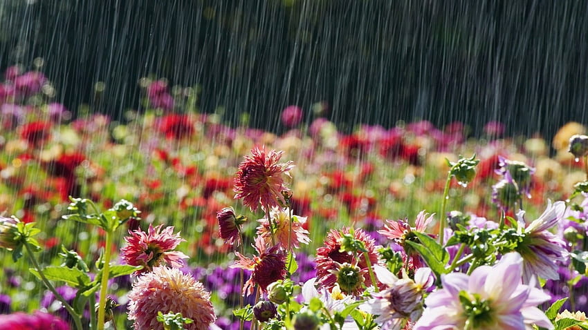 Hari Hujan yang Indah. Bunga-bunga indah, Hujan musim semi, Hujan, Bunga Mei Wallpaper HD