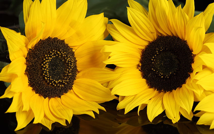 Big sunflowers, nature, sunflower, yellow, flower HD wallpaper